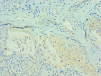 PDCD4 Antibody