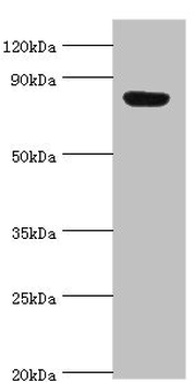ARNT2 Antibody
