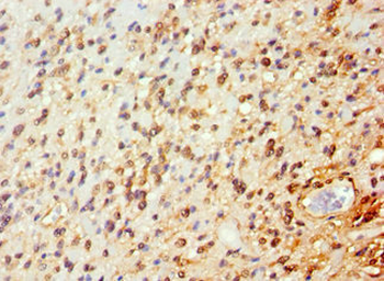 ARNT2 Antibody