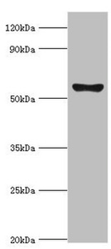 CYP2F1 Antibody