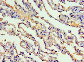 CYP2F1 Antibody