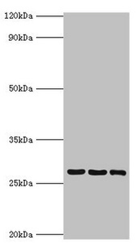 YWHAQ Antibody