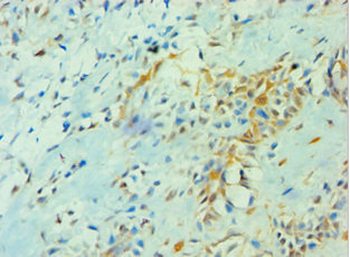 YWHAQ Antibody