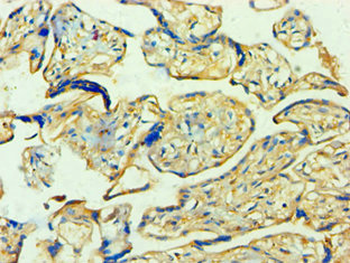 YWHAQ Antibody