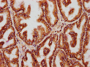 YWHAQ Antibody