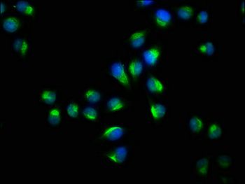 YWHAQ Antibody