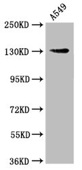 AMOT Antibody