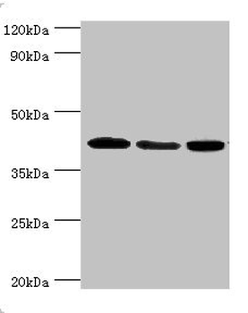 MAPK13 Antibody