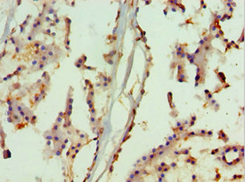 MAPK13 Antibody