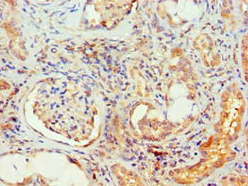 MAPK13 Antibody