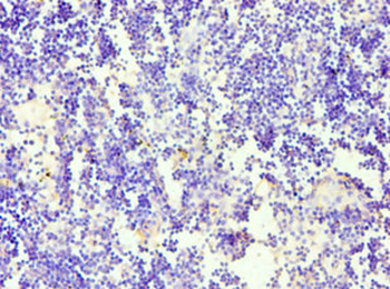 CD84 Antibody