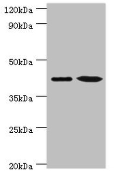 ERGIC2 Antibody
