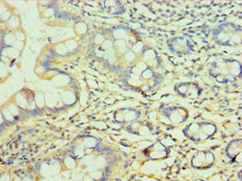 ERGIC2 Antibody