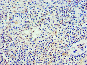 NCS1 Antibody