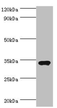 SULT1A3 Antibody
