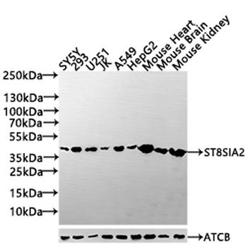 ST8SIA2 Antibody
