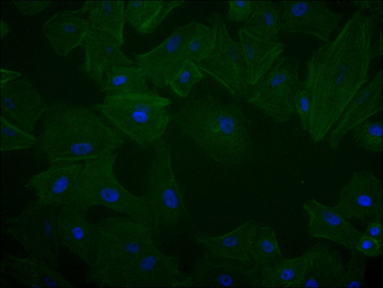 ST8SIA2 Antibody