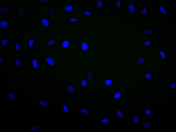 ST8SIA2 Antibody
