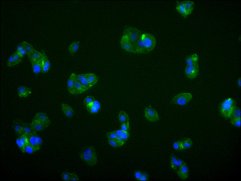 ST8SIA2 Antibody