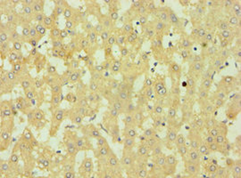 DKK4 Antibody