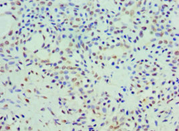 COQ7 Antibody