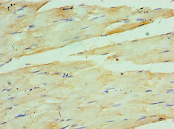 COQ7 Antibody