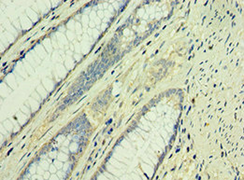 TAF1B Antibody