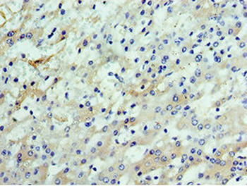 CSTF2 Antibody