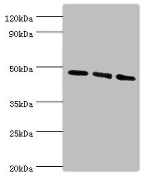 WIPI1 Antibody