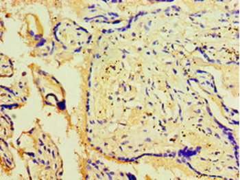 WIPI1 Antibody