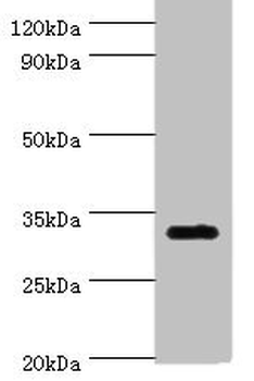 SLC25A15 Antibody