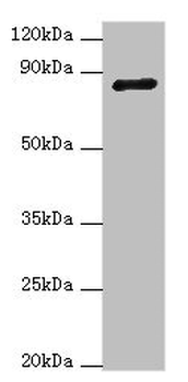 ADAM33 Antibody