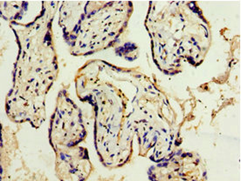 ADAM33 Antibody