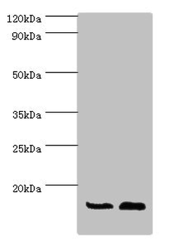 ATP5J Antibody