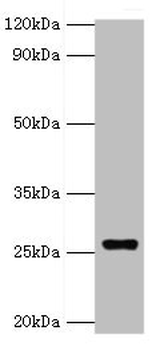 GSTA4 Antibody