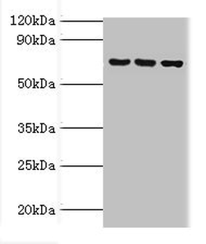 ABCF2 Antibody