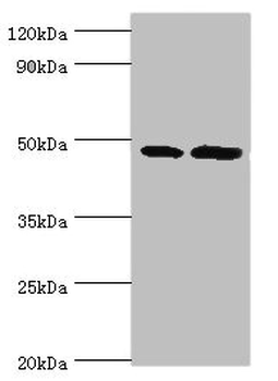 AP1M2 Antibody