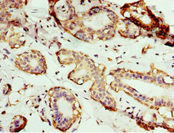 AP1M2 Antibody