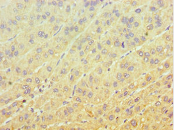 EIF3H Antibody