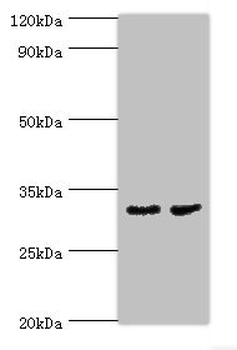 CA8 Antibody
