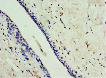 CA8 Antibody