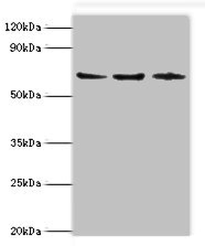 ACAD9 Antibody