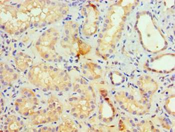 SETDB1 Antibody