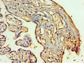 SETDB1 Antibody