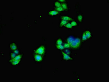 ACVR1 Antibody