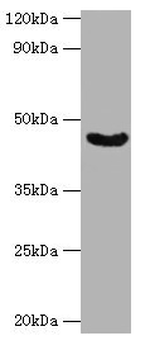 HYAL3 Antibody