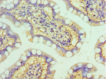 HYAL3 Antibody
