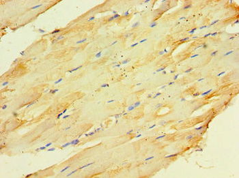 CKMT2 Antibody