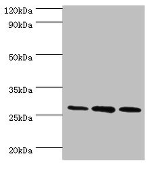 ORC6 Antibody