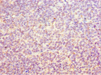 ORC6 Antibody